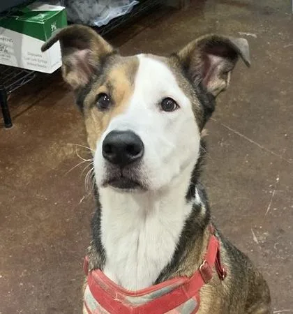 An adult large-sized male Hound dog named Milo for adoption in Cincinnati, OH