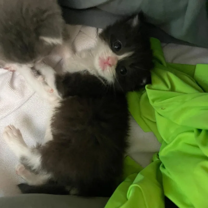A baby small-sized male Black Domestic Medium Hair cat named Sylvester for adoption in Fort Lauderdale, FL