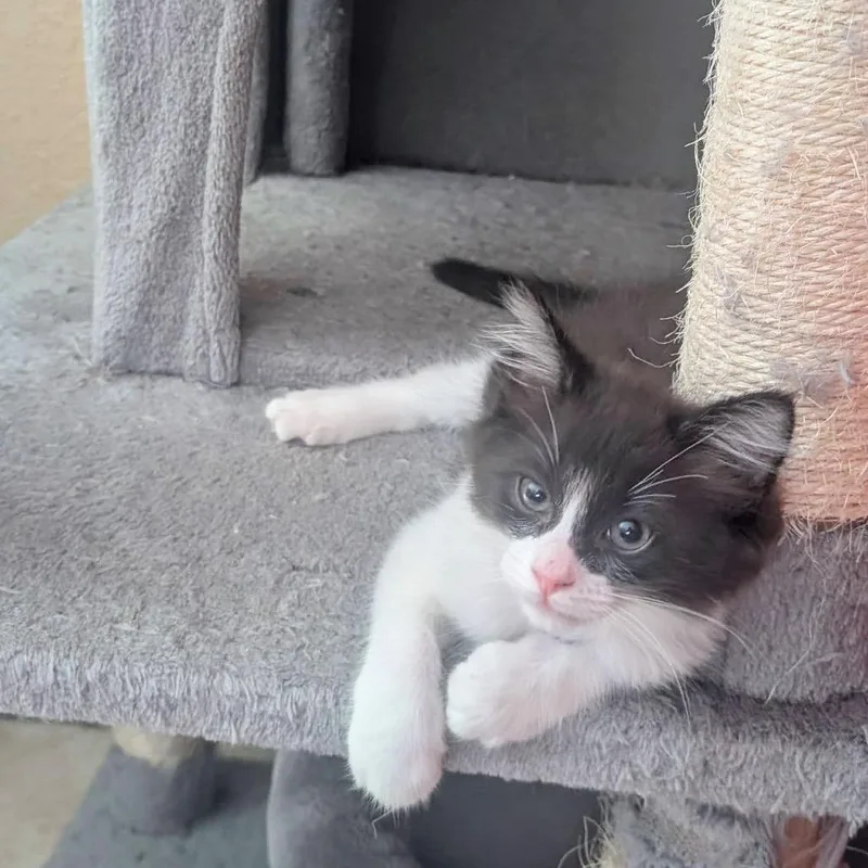 Sylvester thumbnail 2