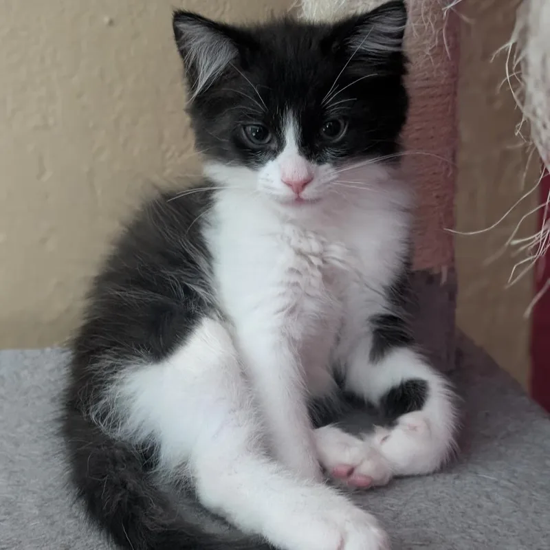 Sylvester thumbnail 3