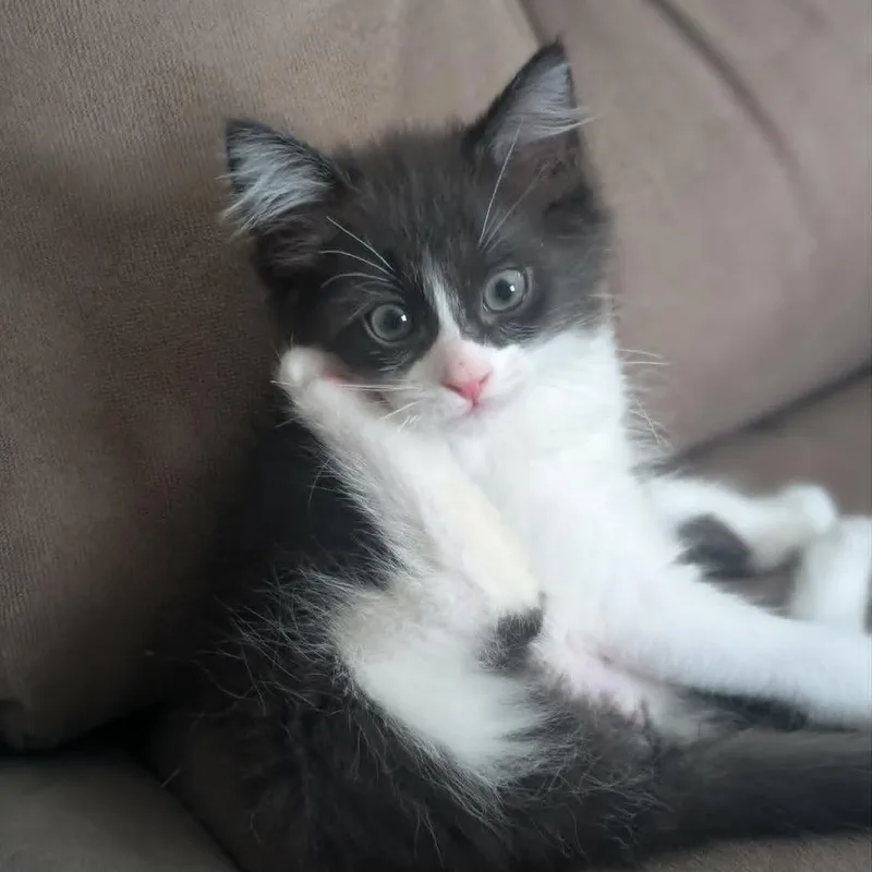 Sylvester thumbnail 5