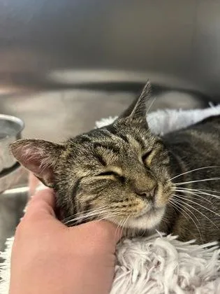 An adult small-sized female Domestic Short Hair cat named Tootsieroll for adoption in Scotia, NY