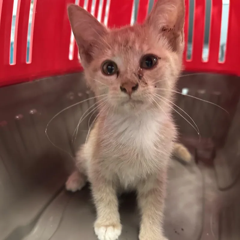 A baby small-sized female Orange / Red Domestic Short Hair cat named Pupperoni for adoption in Greensboro, NC