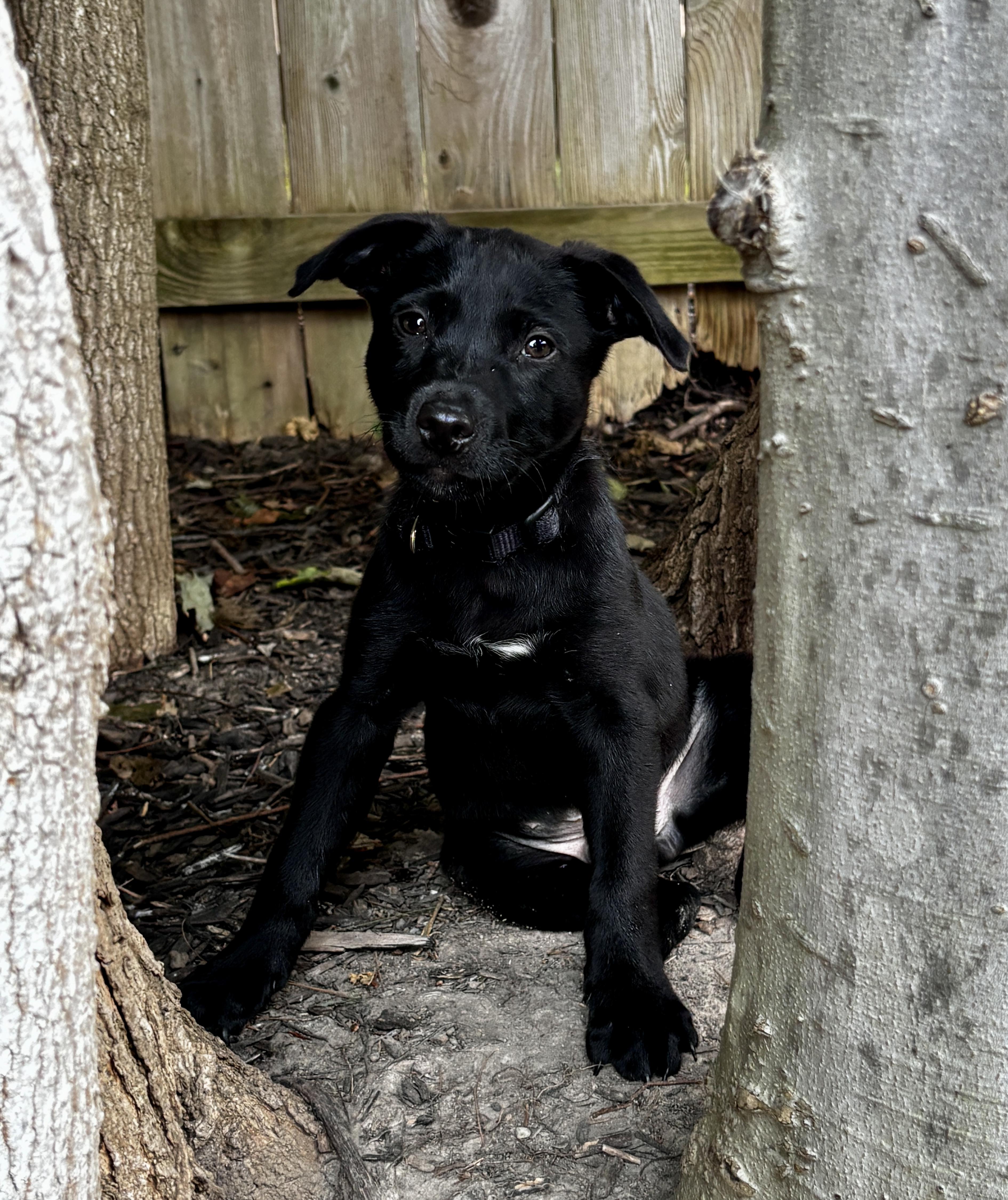 A baby medium-sized male Labrador Retriever dog named Atlas for adoption in Lewisville, IN