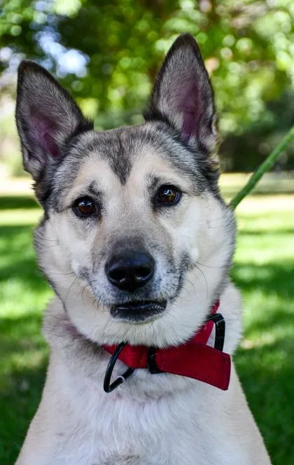 An adult medium-sized female Siberian Husky dog named Spila for adoption in Yakima, WA