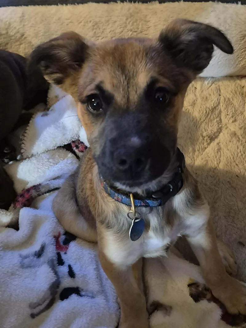 A baby medium-sized male Brown / Chocolate German Shepherd Dog dog named Lenny for adoption in Byron, IL