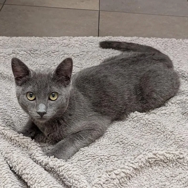 A young medium-sized male Gray / Blue / Silver Domestic Short Hair cat named Oliver for adoption in Santa Rosa, CA