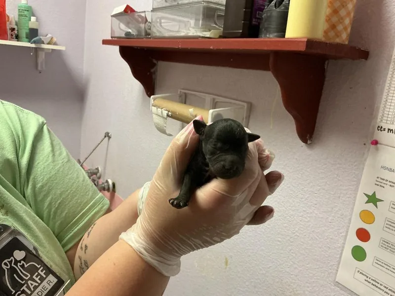 A baby small-sized male Chihuahua dog named Huckleberry for adoption in New Braunfels, TX