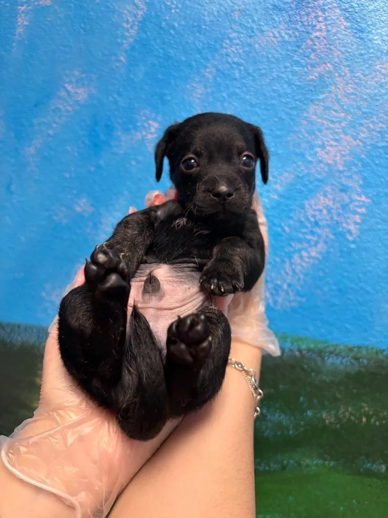 Huckleberry thumbnail 2