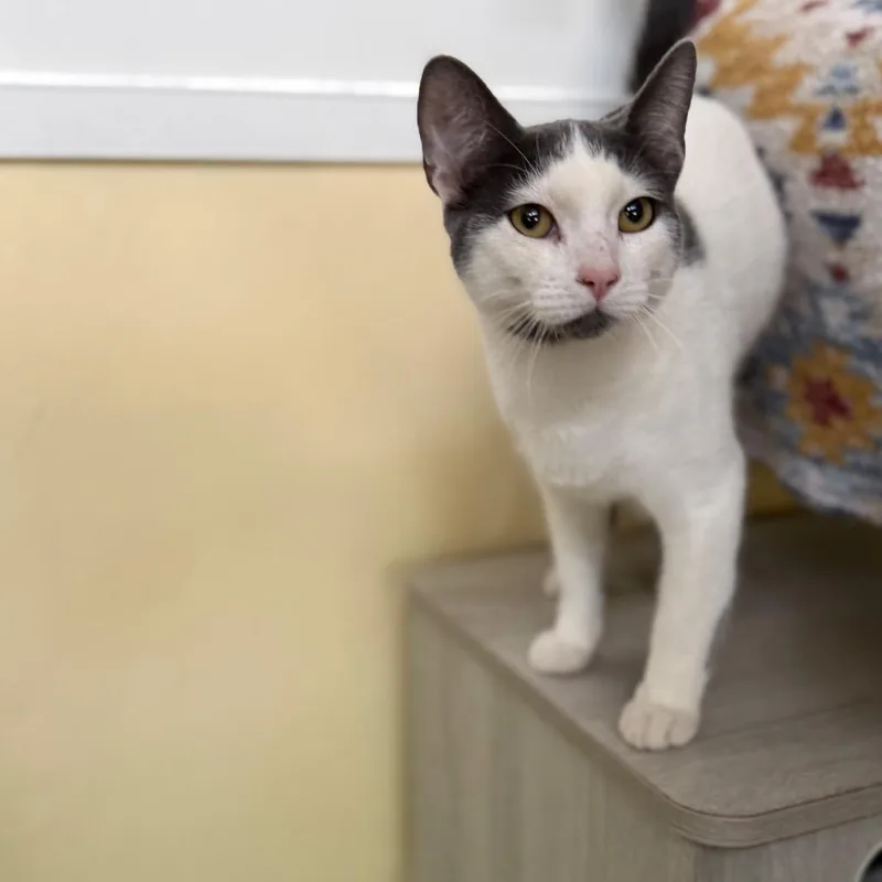 A young small-sized male White Domestic Short Hair cat named Jerry for adoption in Long Beach, CA