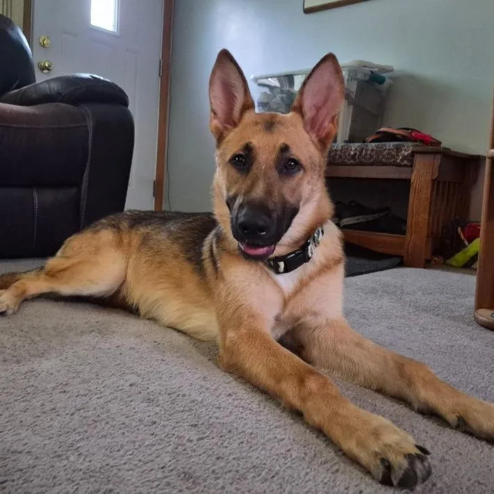 A young medium-sized female Yellow / Tan / Blond / Fawn German Shepherd Dog dog named Aspen for adoption in Van Horne, IA