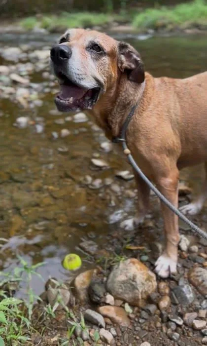 A senior large-sized male Mixed Breed dog named Bo for adoption in Fallston, MD