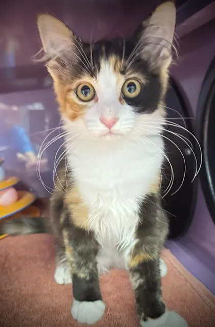 A baby small-sized female Domestic Medium Hair cat named Genepy for adoption in Santa Cruz, CA
