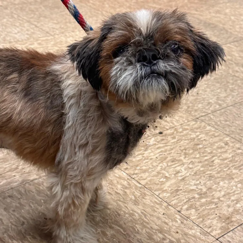 A senior small-sized male Brown / Chocolate Shih Tzu dog named Lionel for adoption in Birdsboro, PA