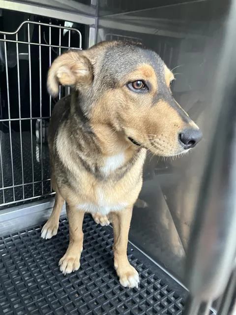 A young large-sized male Mixed Breed dog named Buster for adoption in Dallas, TX