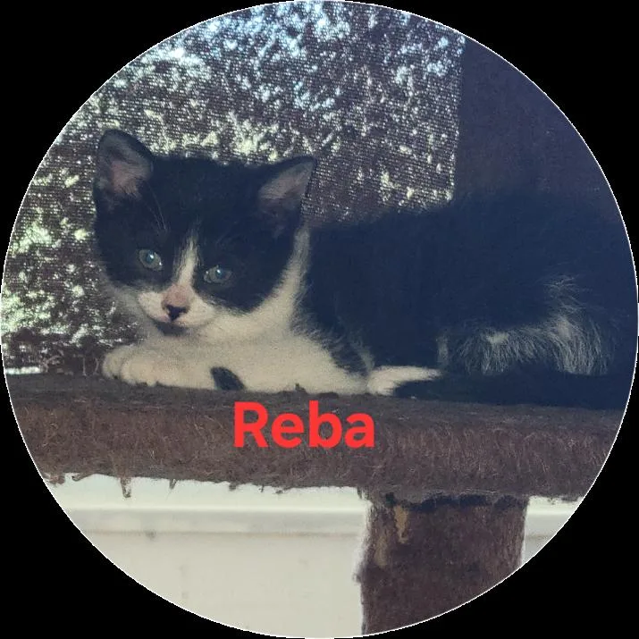 A baby small-sized female Black Domestic Short Hair cat named Reba for adoption in Columbia Station, OH