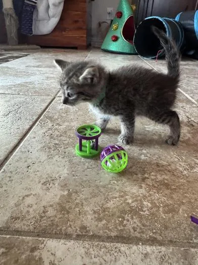 A baby medium-sized male Tabby (Gray / Blue / Silver) Domestic Short Hair cat named Bruno for adoption in Liverpool, TX