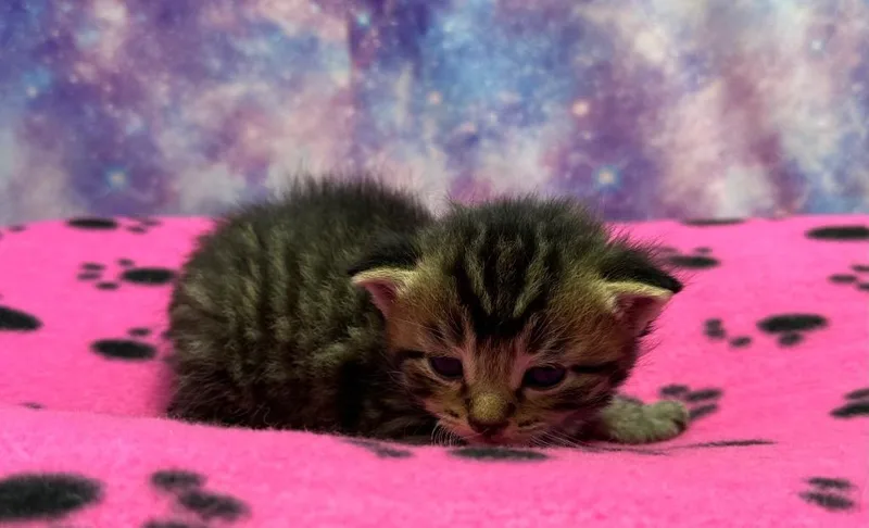 A baby small-sized male Domestic Short Hair cat named Plum for adoption in Washington Court House, OH