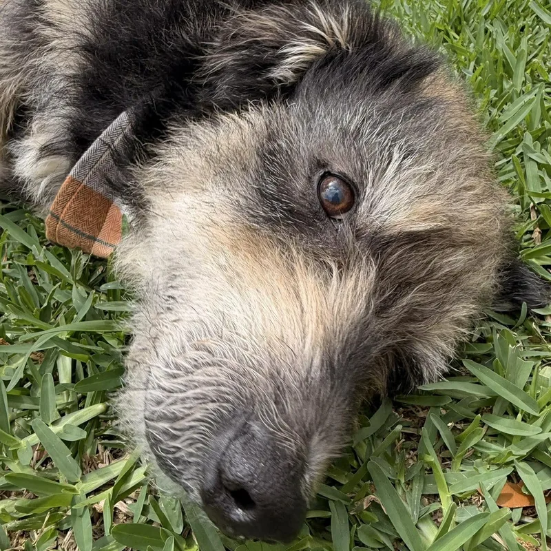 An adult medium-sized male Schnauzer dog named Blake for adoption in Blacksburg, VA