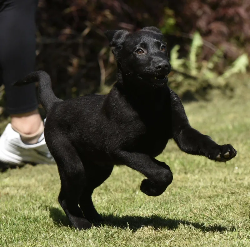 A baby large-sized male Labrador Retriever dog named Elijah for adoption in Mechanicsburg, PA
