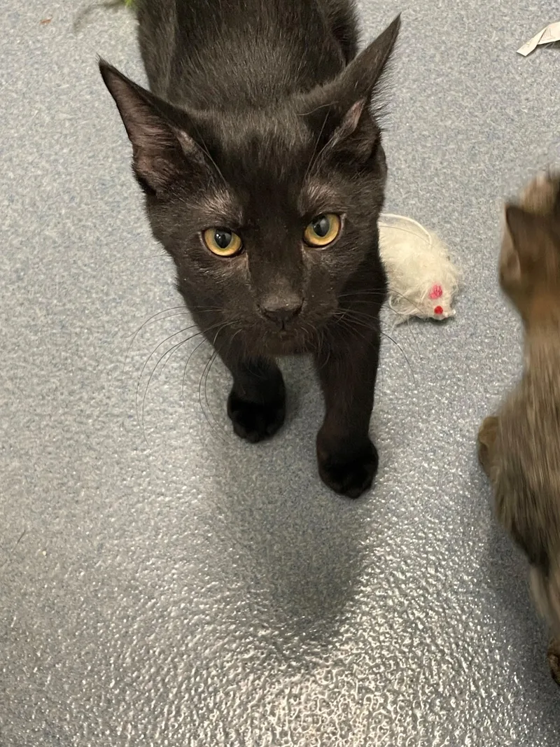 Mr. Meowington Tag