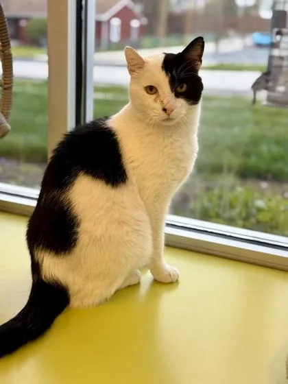An adult medium-sized male White Domestic Short Hair cat named Mr. Boss for adoption in Downers Grove, IL