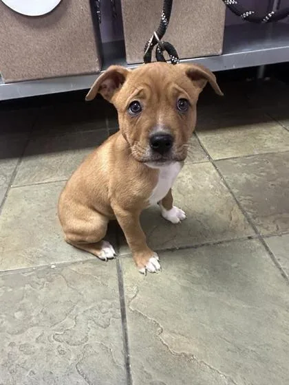 A baby small-sized male Brown / Chocolate Mixed Breed dog named 61005687 for adoption in El Paso, TX