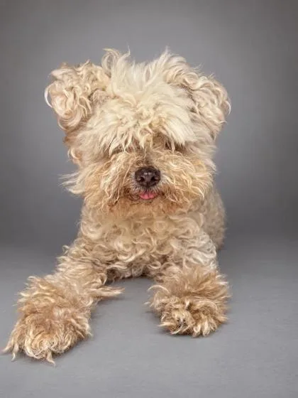 A senior small-sized male Poodle dog named Baby for adoption in Bowling Green, KY