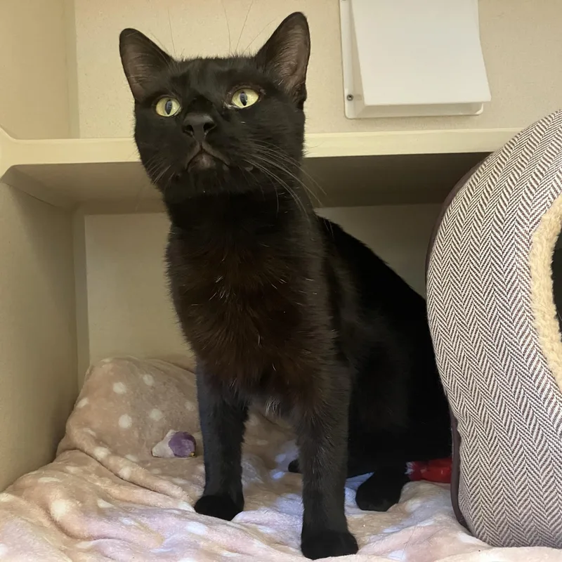 A young medium-sized male Black Domestic Short Hair cat named Coastar for adoption in Eatontown, NJ