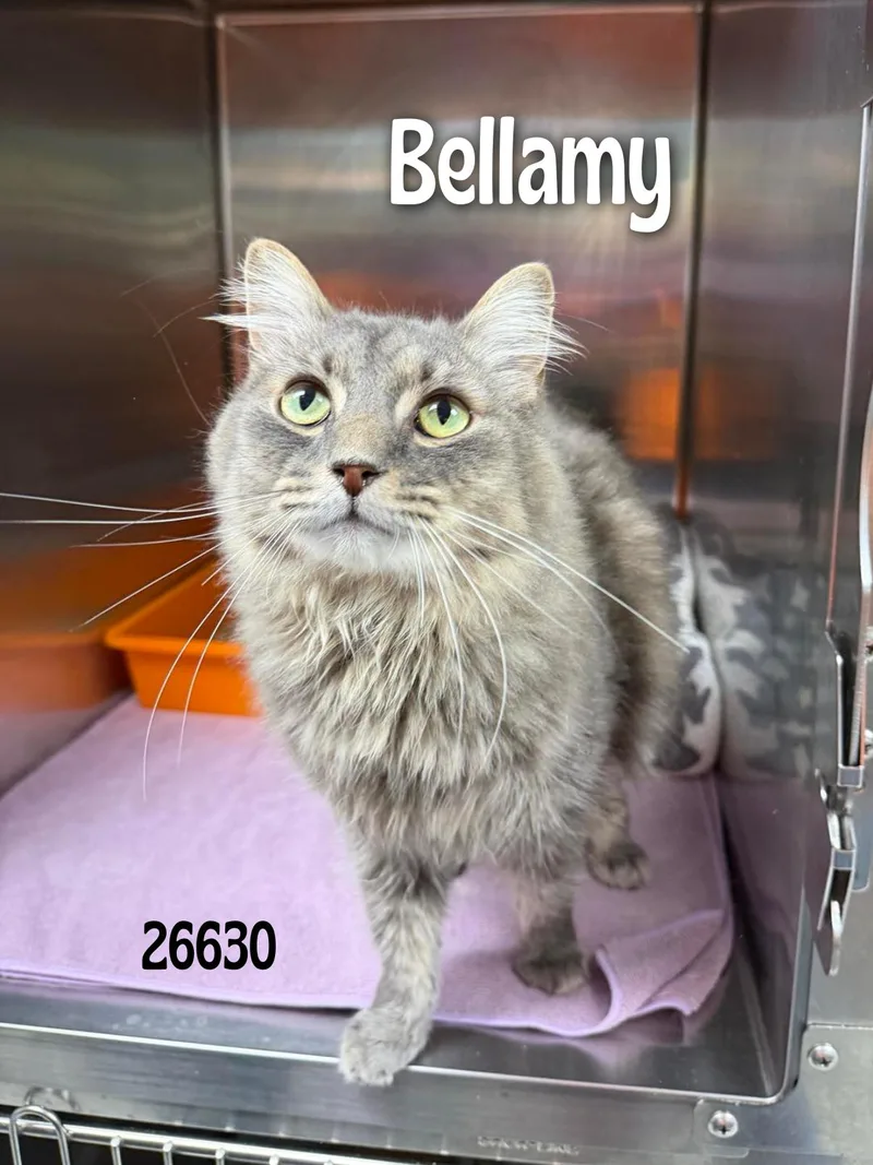 Bellamy thumbnail 2