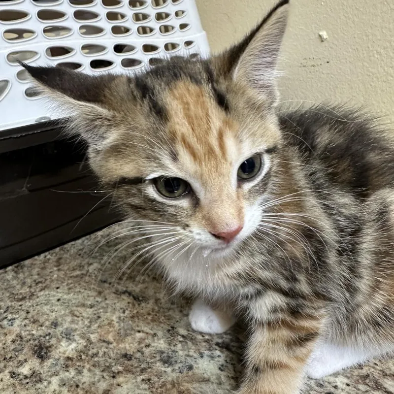 A baby small-sized female Domestic Short Hair cat named Neptune for adoption in Corinth, MS