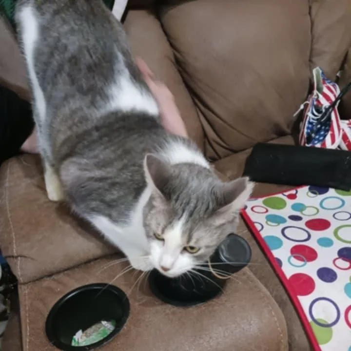 An adult small-sized male Gray / Blue / Silver Domestic Short Hair cat named Peanut for adoption in Tulsa, OK