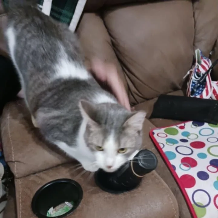 Peanut thumbnail 2