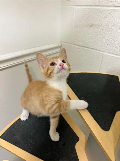A baby small-sized female Domestic Short Hair cat named Mabel for adoption in Saint Peters, MO