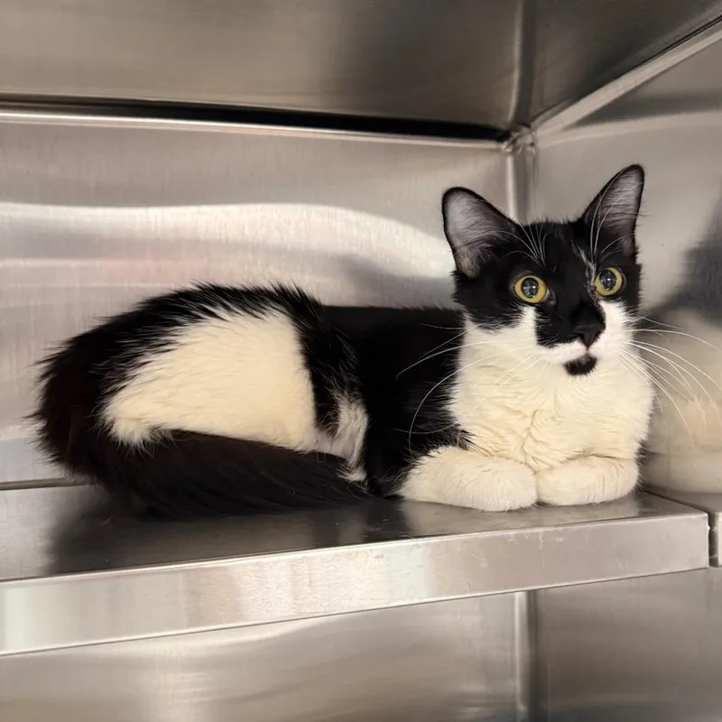 An adult medium-sized female Black Domestic Short Hair cat named Raya for adoption in Spokane, WA