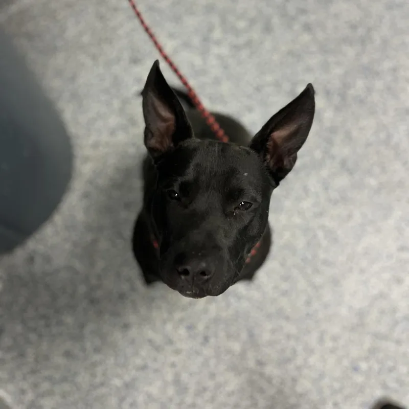 An adult large-sized female Black American Staffordshire Terrier dog named Uniqua for adoption in Greenville, SC