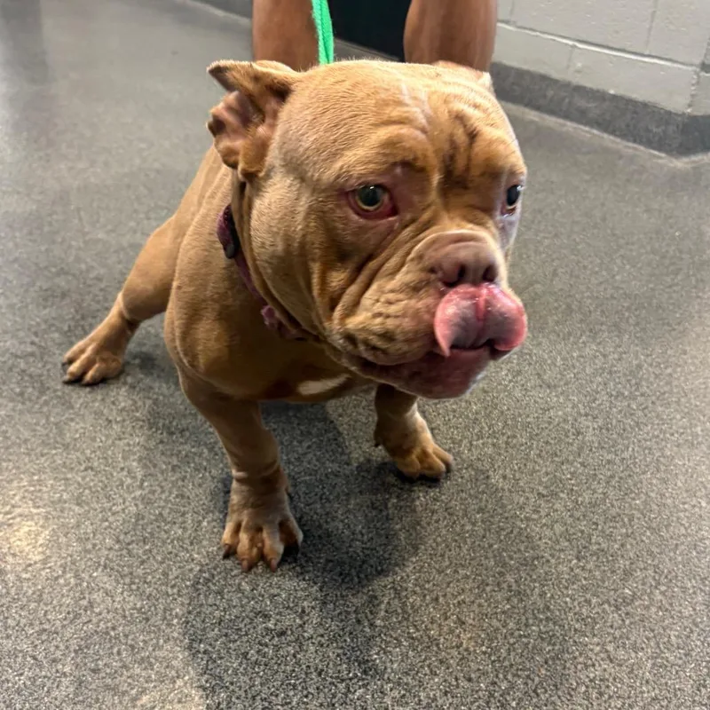 A young medium-sized female Brown / Chocolate Mixed Breed dog named Nala for adoption in Allentown, PA