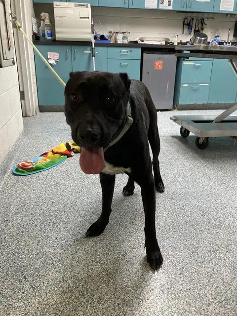 A young large-sized male Labrador Retriever dog named Dapper Boy for adoption in Long Beach, CA