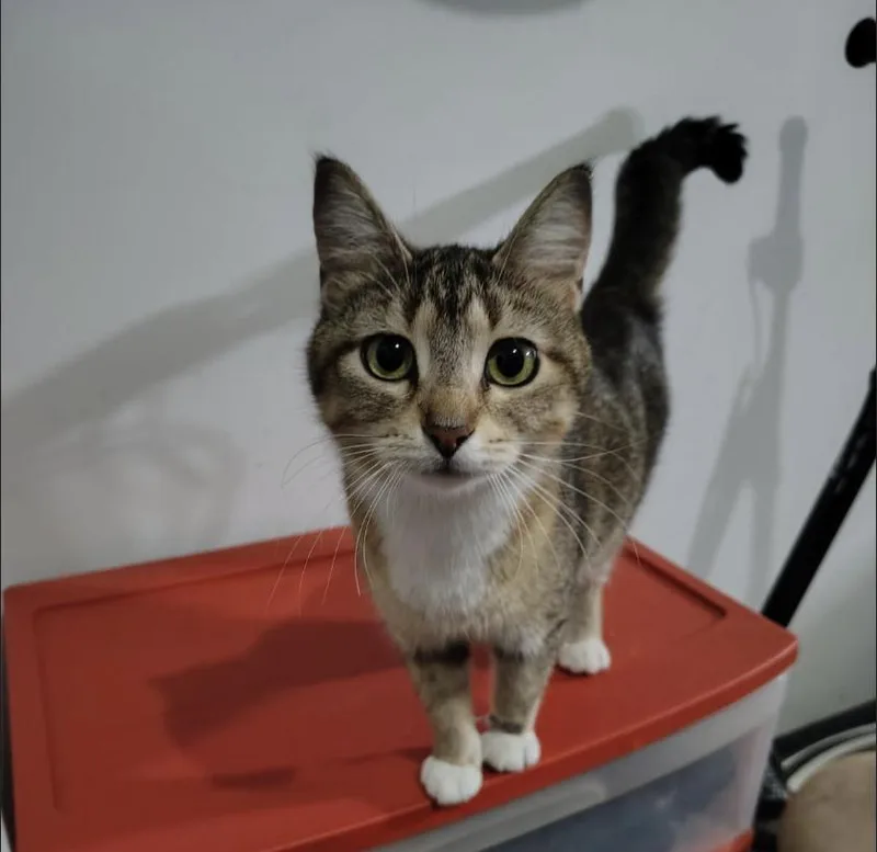 An adult medium-sized female Domestic Short Hair cat named Sunny for adoption in Monticello, MN