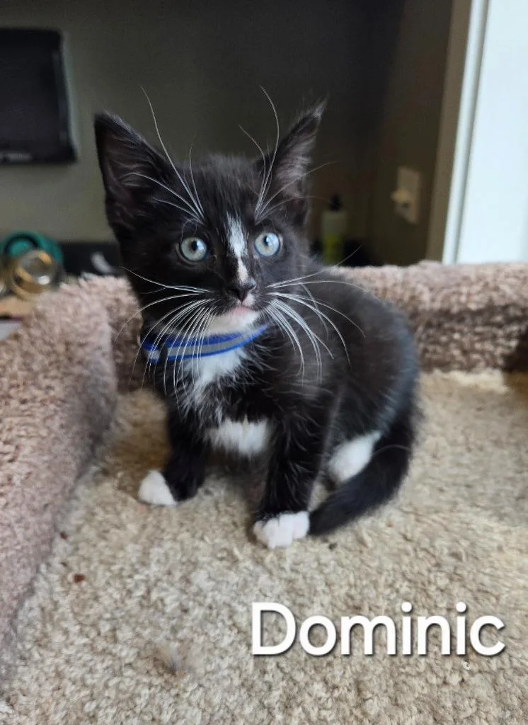 A baby small-sized male Domestic Short Hair cat named Dominic for adoption in Sidney, OH