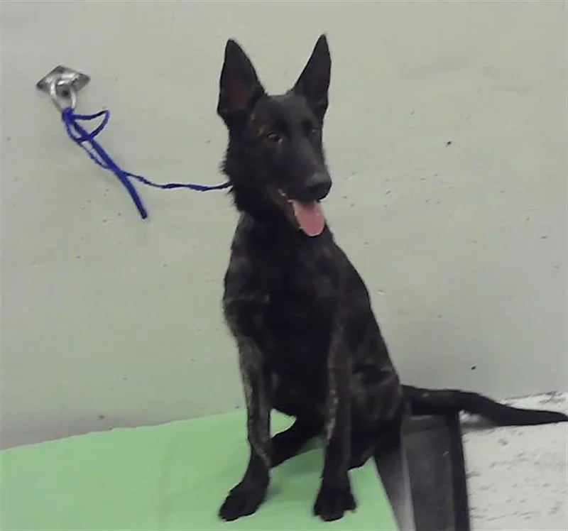 A baby large-sized female German Shepherd Dog dog named Canela for adoption in Houston, TX