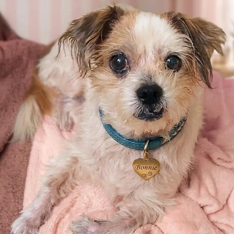 An adult small-sized female Yellow / Tan / Blond / Fawn Shih Tzu dog named Bonnie for adoption in Gilbert, AZ