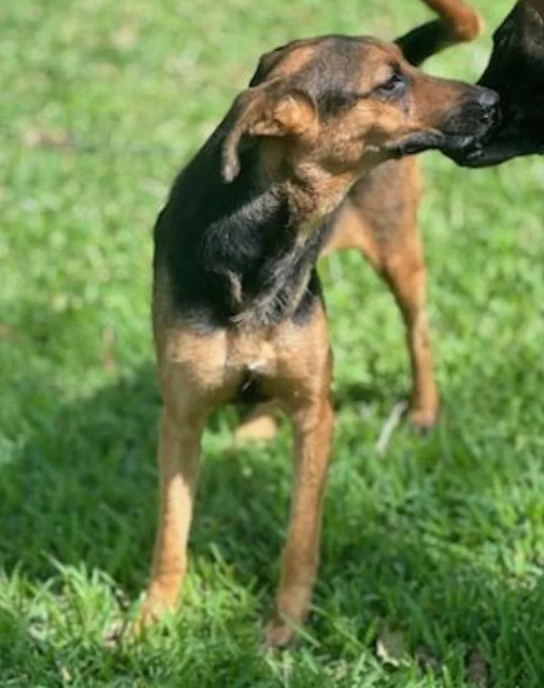 An adult medium-sized female Tricolor (Brown, Black, & White) German Shepherd Dog dog named Jill for adoption in Houston, TX