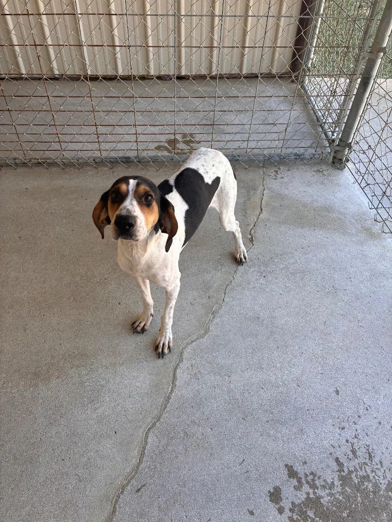 An adult medium-sized male Coonhound dog named Walter for adoption in Morgantown, KY