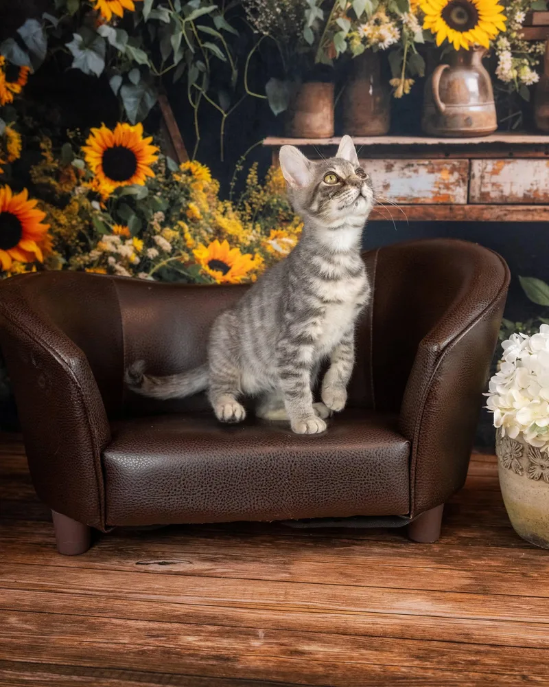A young medium-sized male Tabby (Gray / Blue / Silver) Domestic Short Hair cat named Pancake for adoption in Lapeer, MI