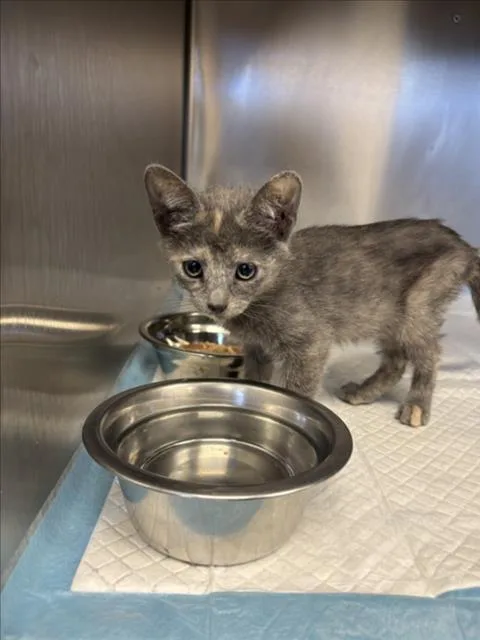 An adult small-sized female Domestic Short Hair cat named A for adoption in Olivehurst, CA