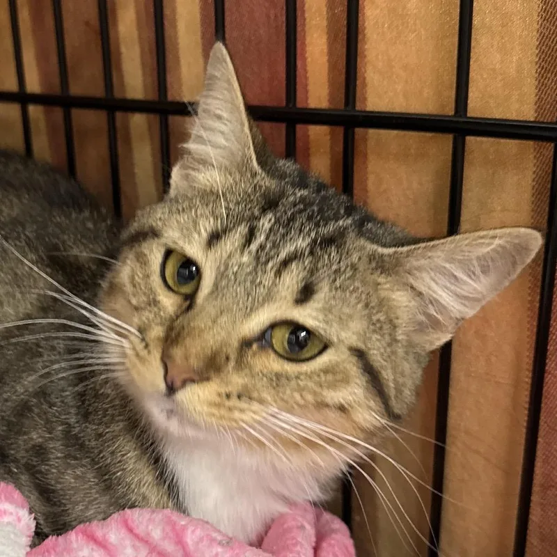 A young medium-sized female Black Domestic Short Hair cat named Bumble for adoption in Bismarck, ND
