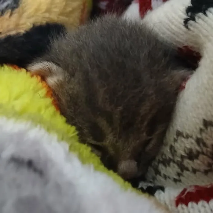 A baby small-sized male Gray / Blue / Silver Domestic Short Hair cat named Marty for adoption in Jefferson city, TN