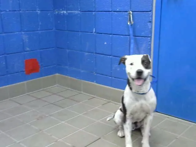 A young medium-sized male Pit Bull Terrier dog named Penta for adoption in Albuquerque, NM