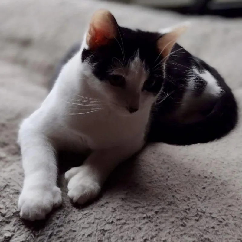 Thumbs & Platypus thumbnail 2